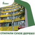 ЧЕМ ОПАСНЫ СУХИЕ ДЕРЕВЬЯ В МИКРОРАЙОНАХ